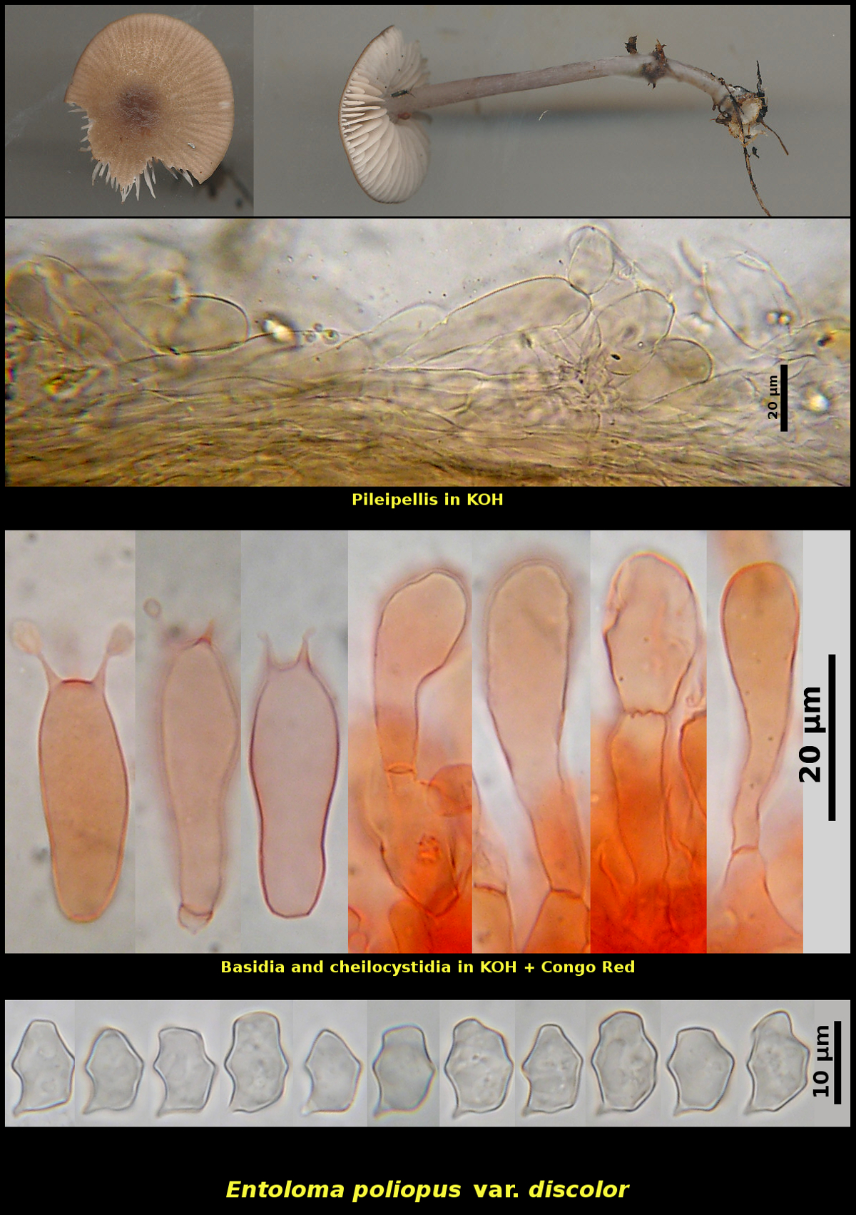Picture of <i>Entoloma poliopus</i> var <i>discolor</i>